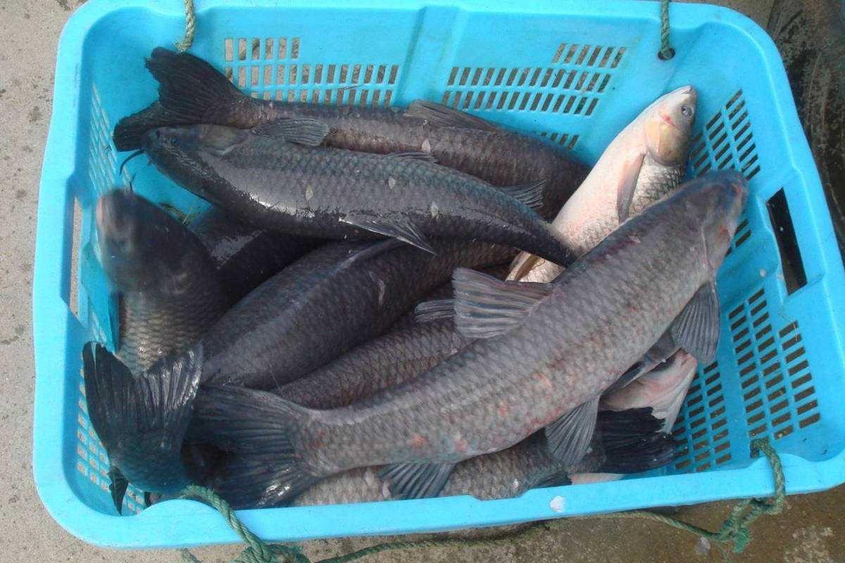 钓青鱼用这饵料和小药效果最好，大青鱼连竿上